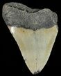 Partial Megalodon Tooth - North Carolina #53746-1